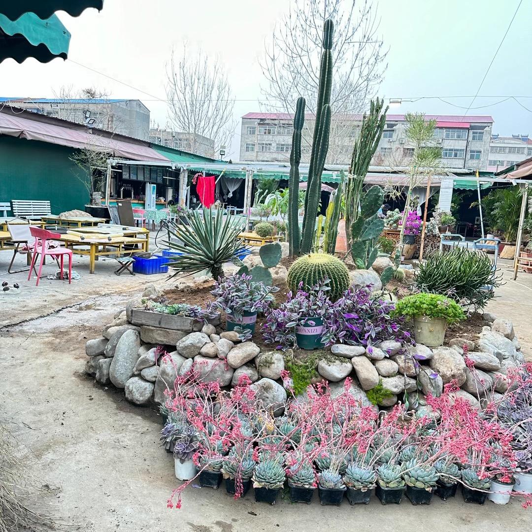 菜圃