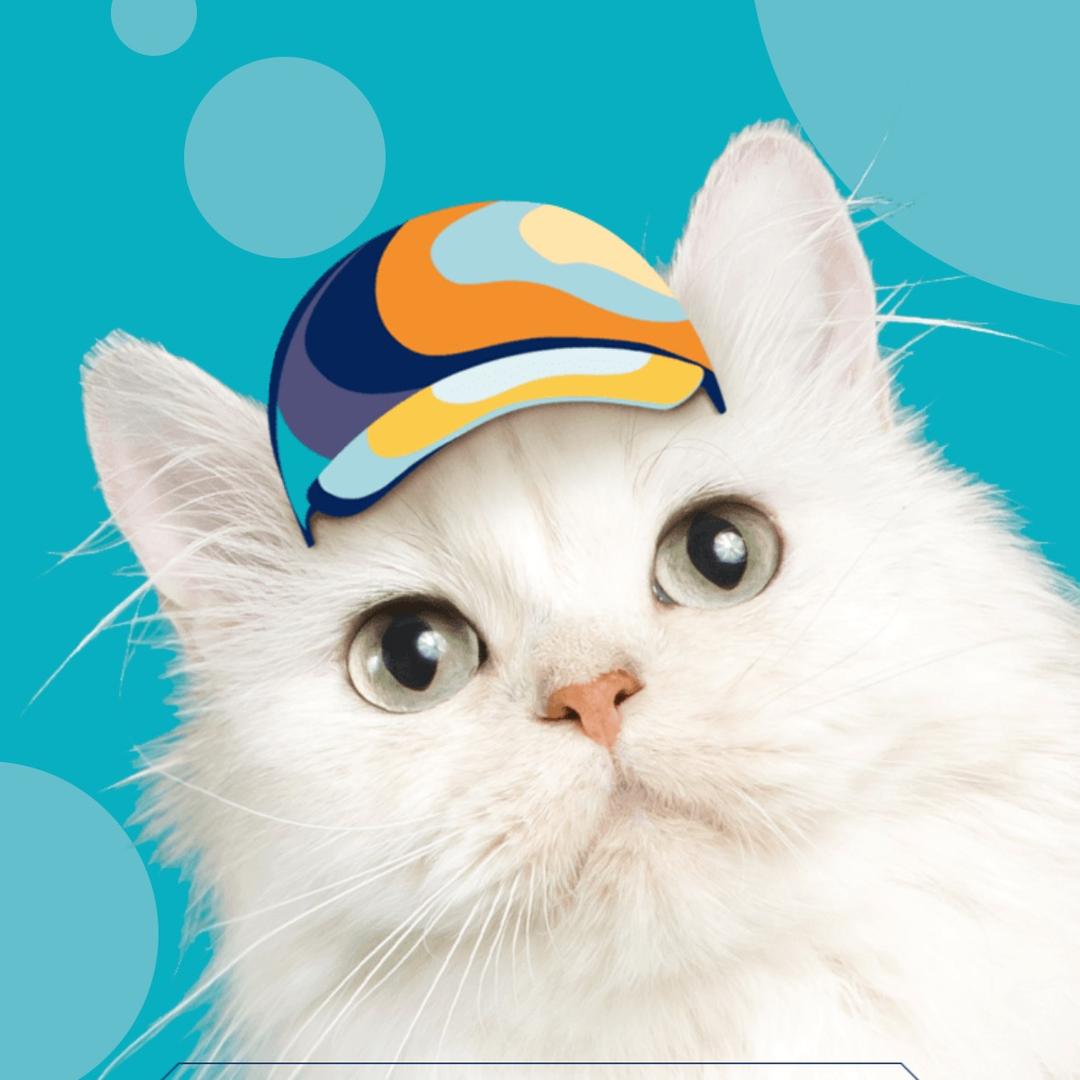 🐈高颜值猫咪｜养成日记