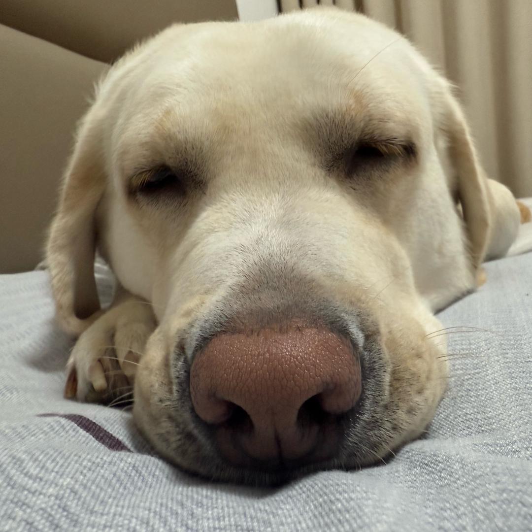 布丁小公主🐶