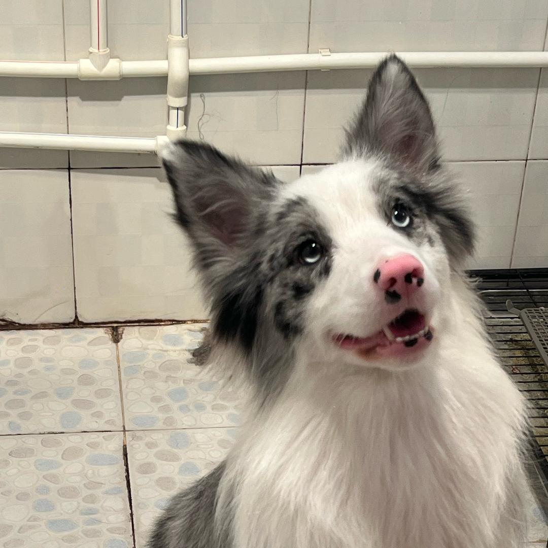 壳壳日记（Kuokuo