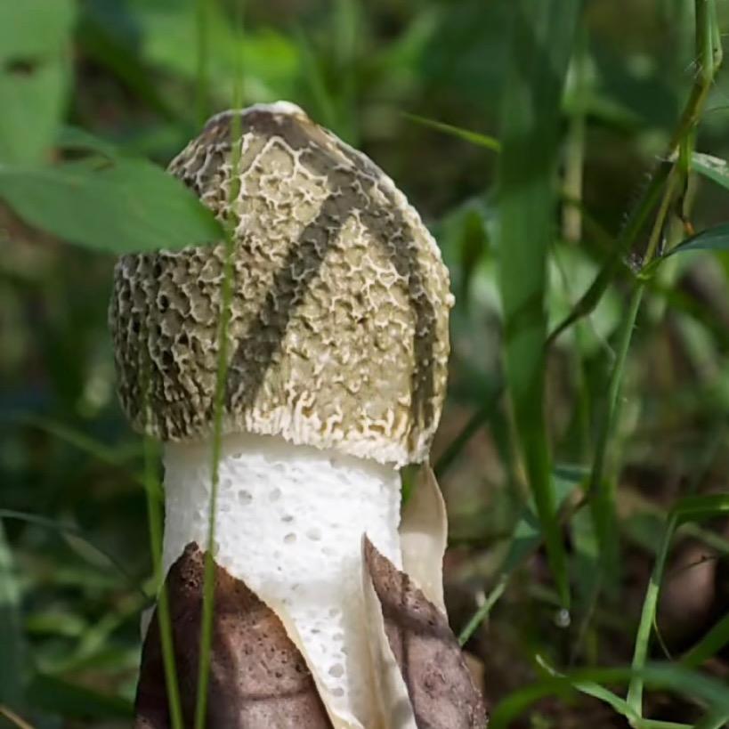 桂林常丰生态菌业