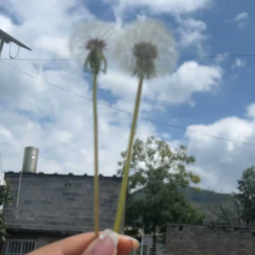 孤鹰🦅