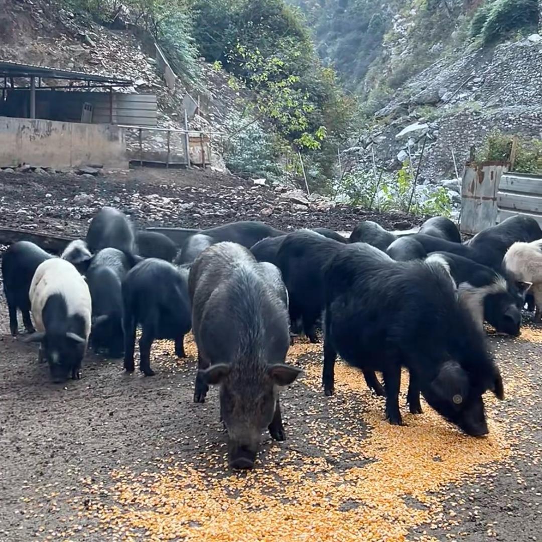 乡村黑土猪农场