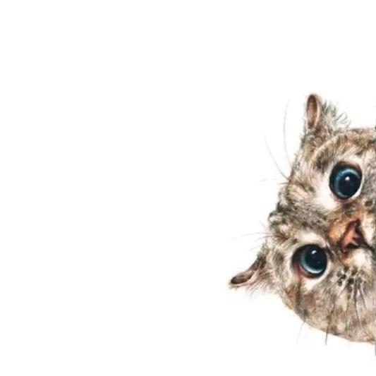 毅毅₍˄·͈༝·͈˄*₎◞ ̑̑