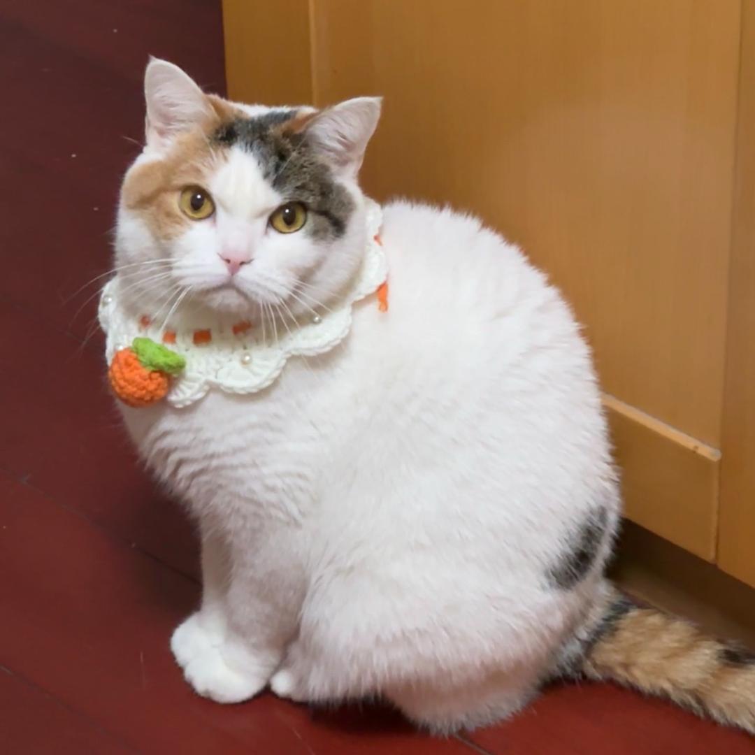 猪咪小花🐱