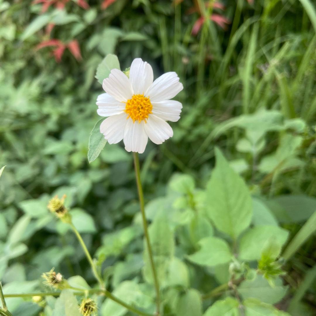 洗衣液