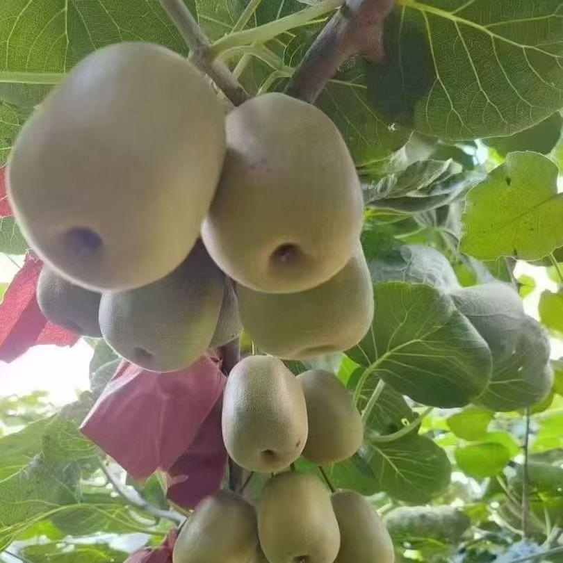 瑄瑄妈妈（首播筹备中）
