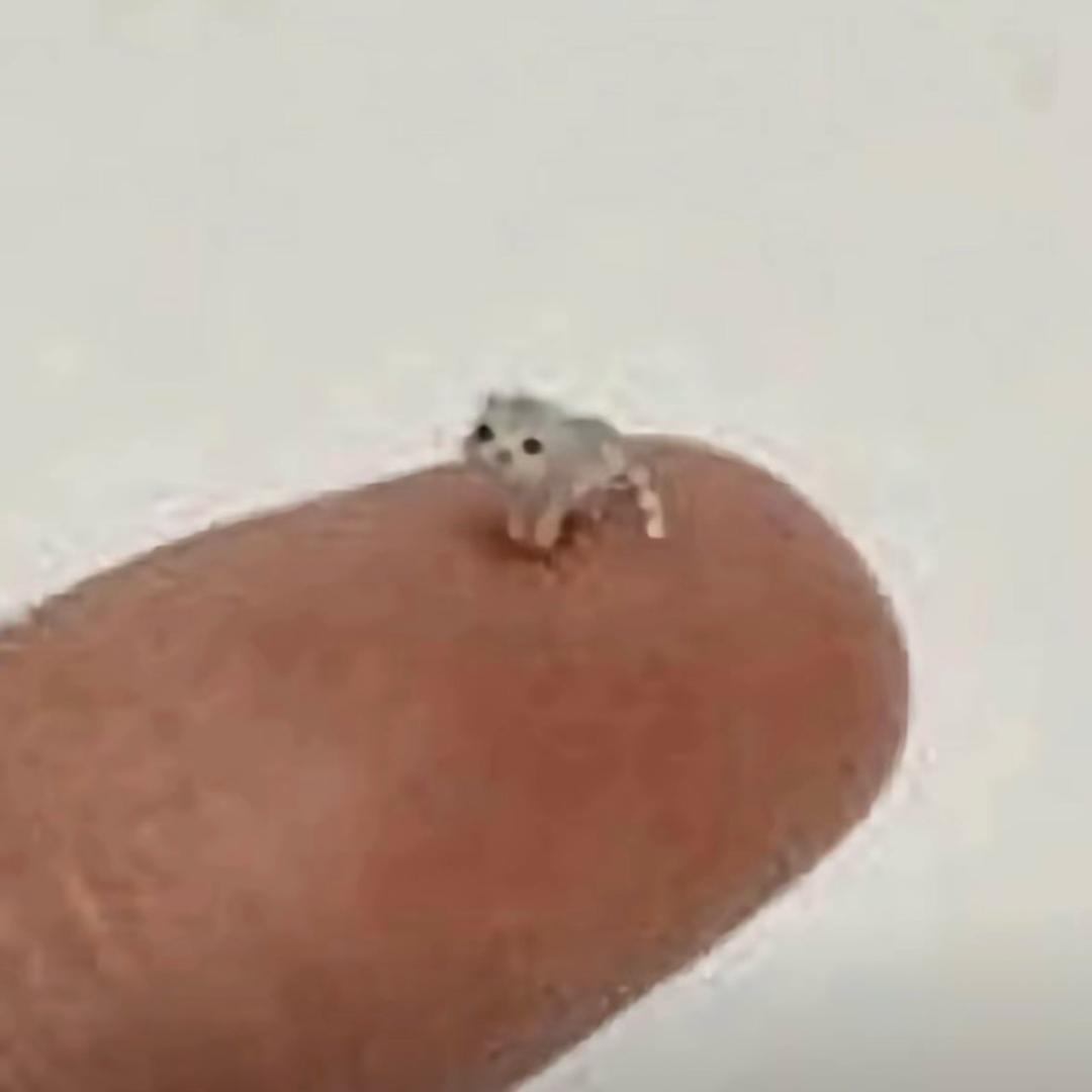 狗狗教大教主