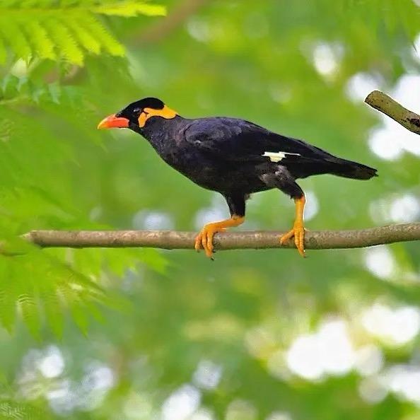 留洋八哥鹩哥养殖