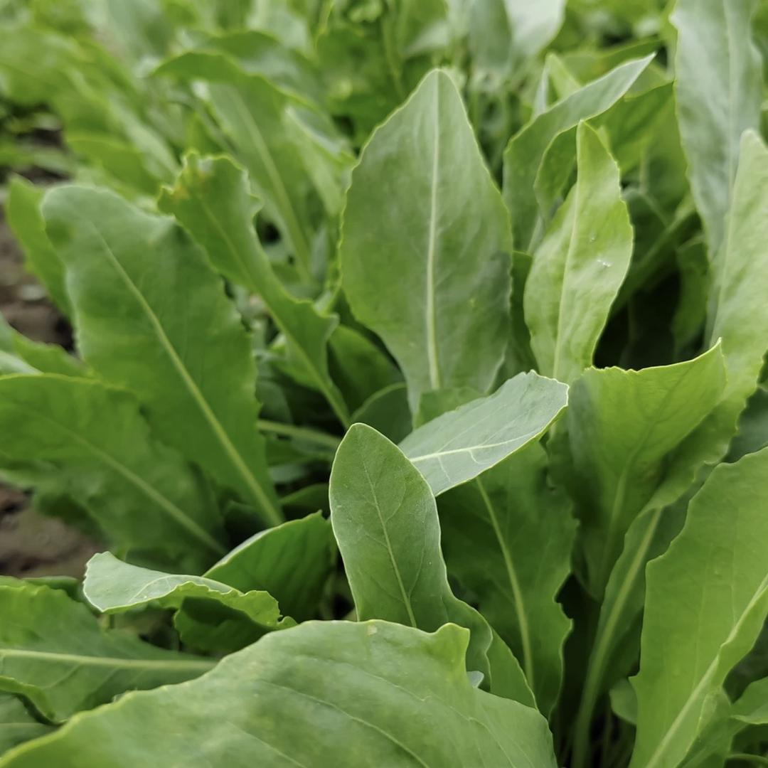 疆多宝 新疆好物分享