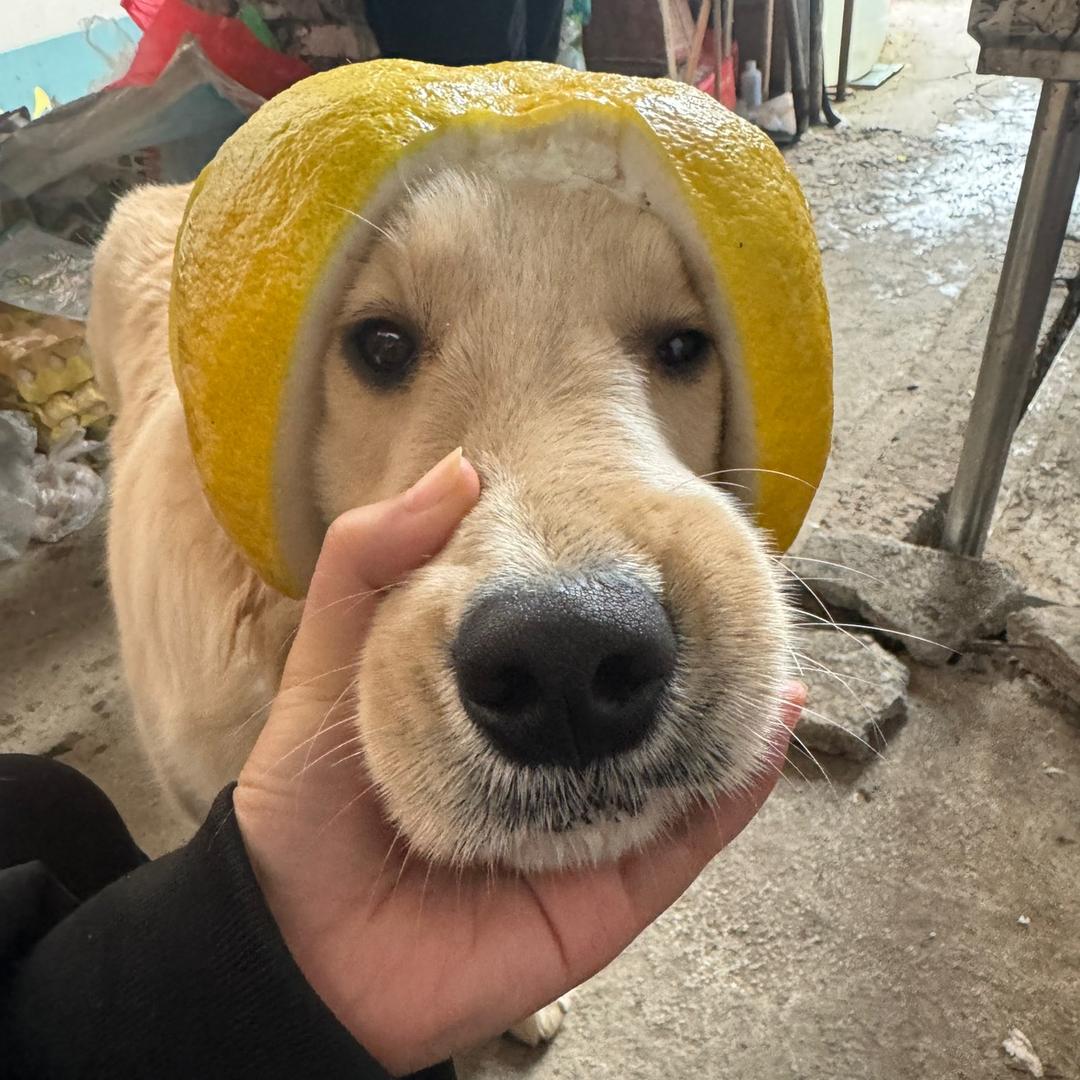 凌子酱的發财小狗