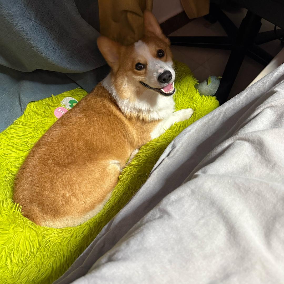 有只柯基叫皮蛋🐶