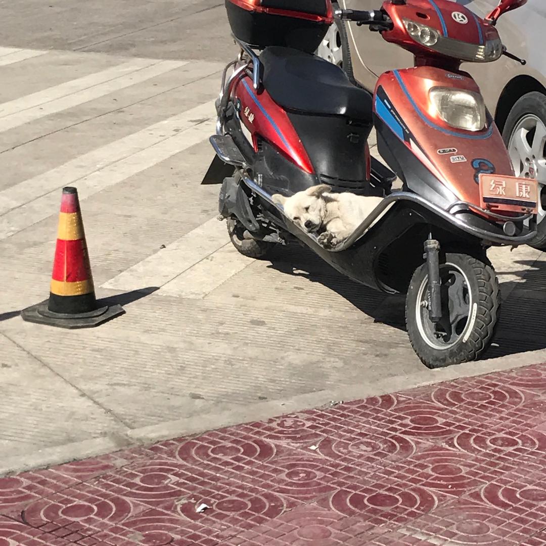 营养跟不上