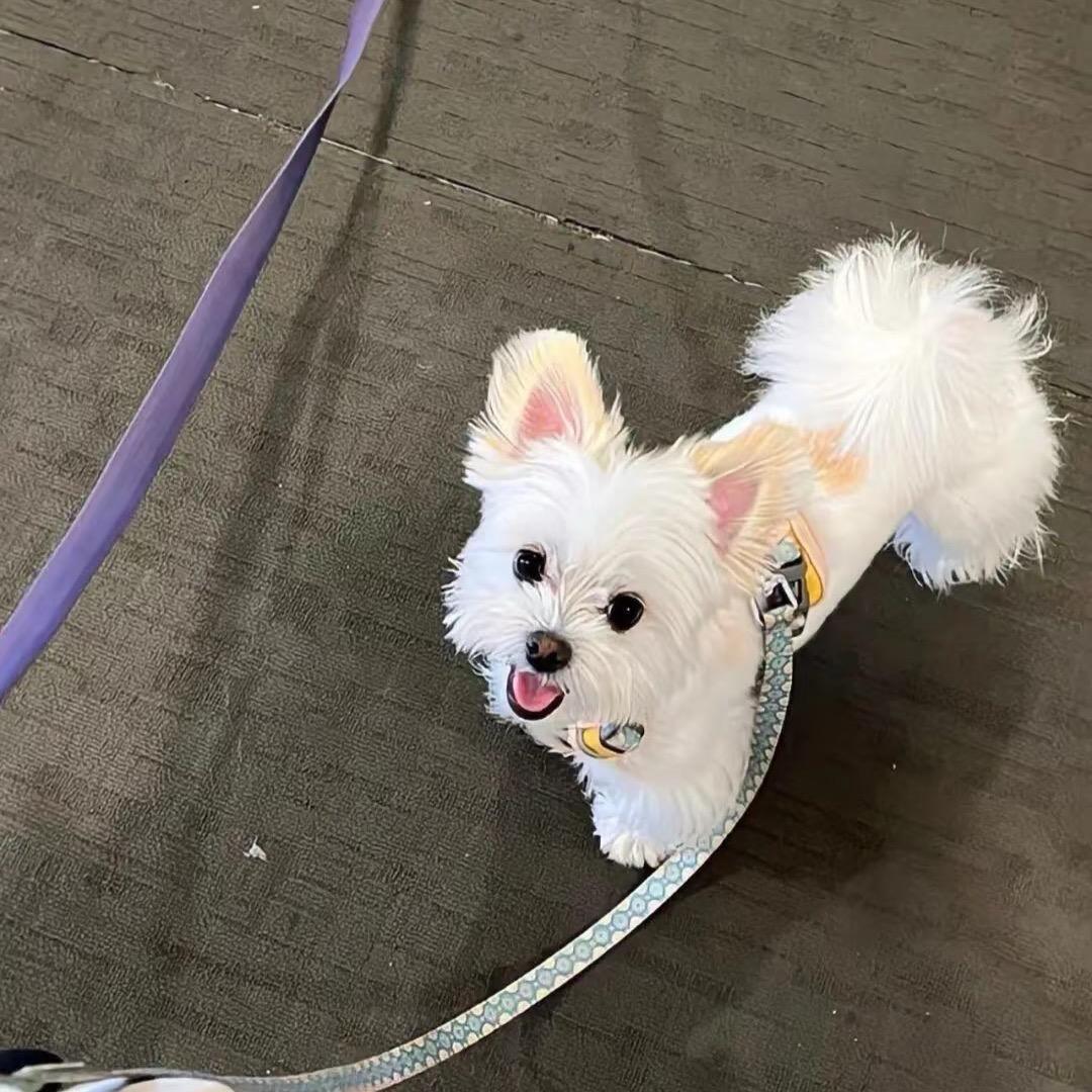蛆与蝴蝶