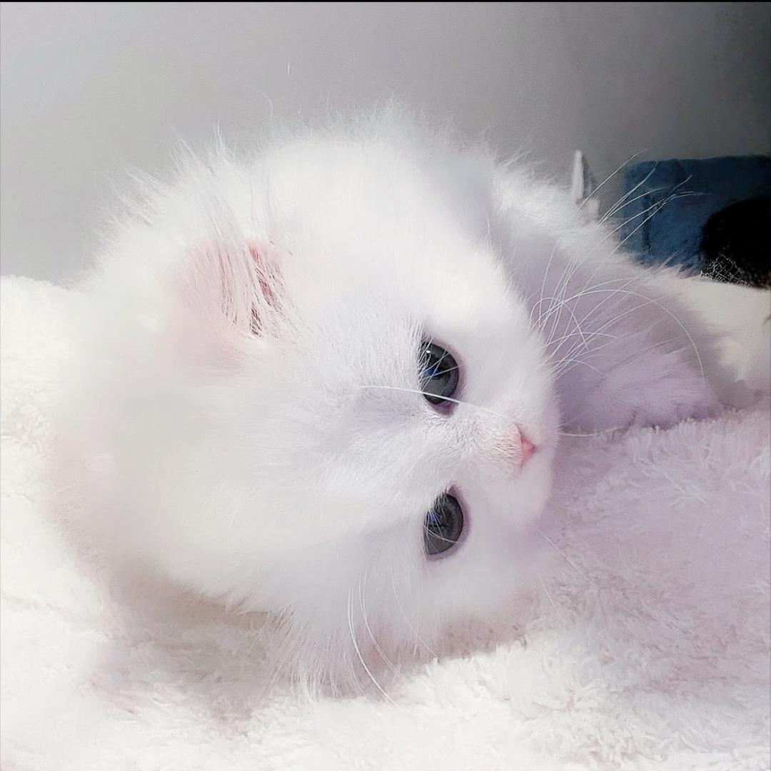 我真的累泪冰的