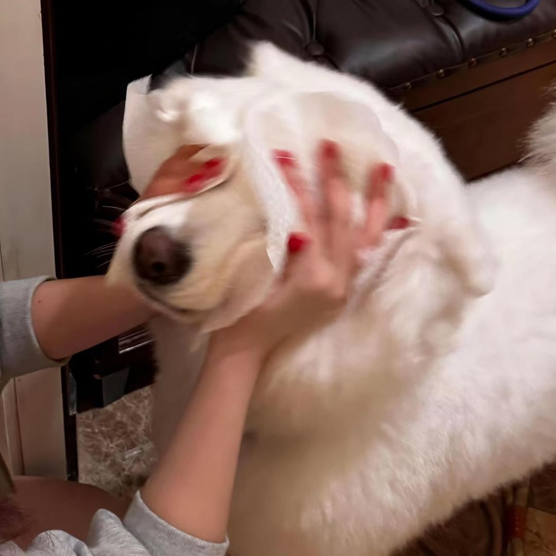 千纸鹤(见过JJ版）