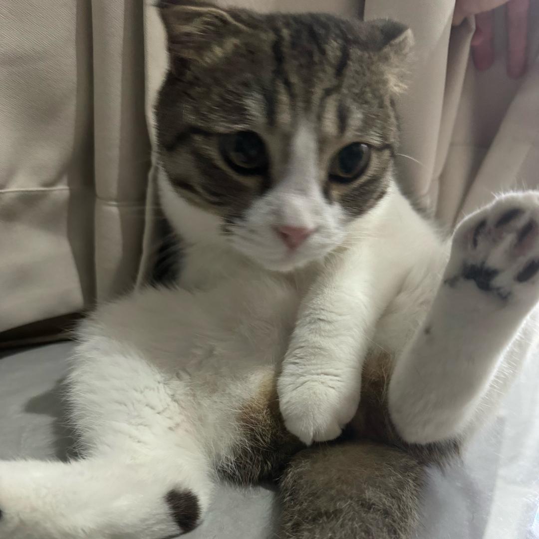 屁股