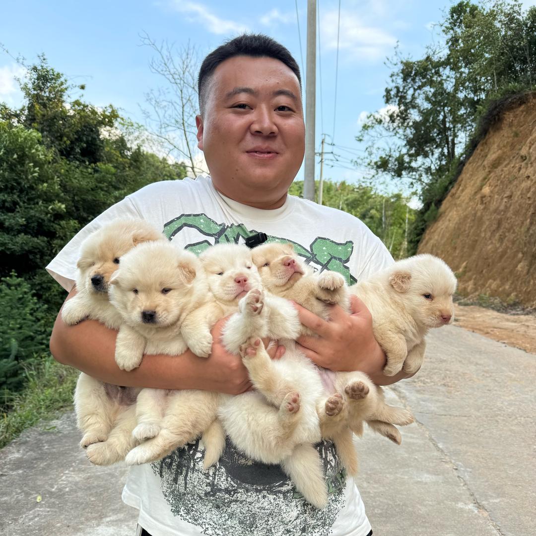 昇昇土松犬