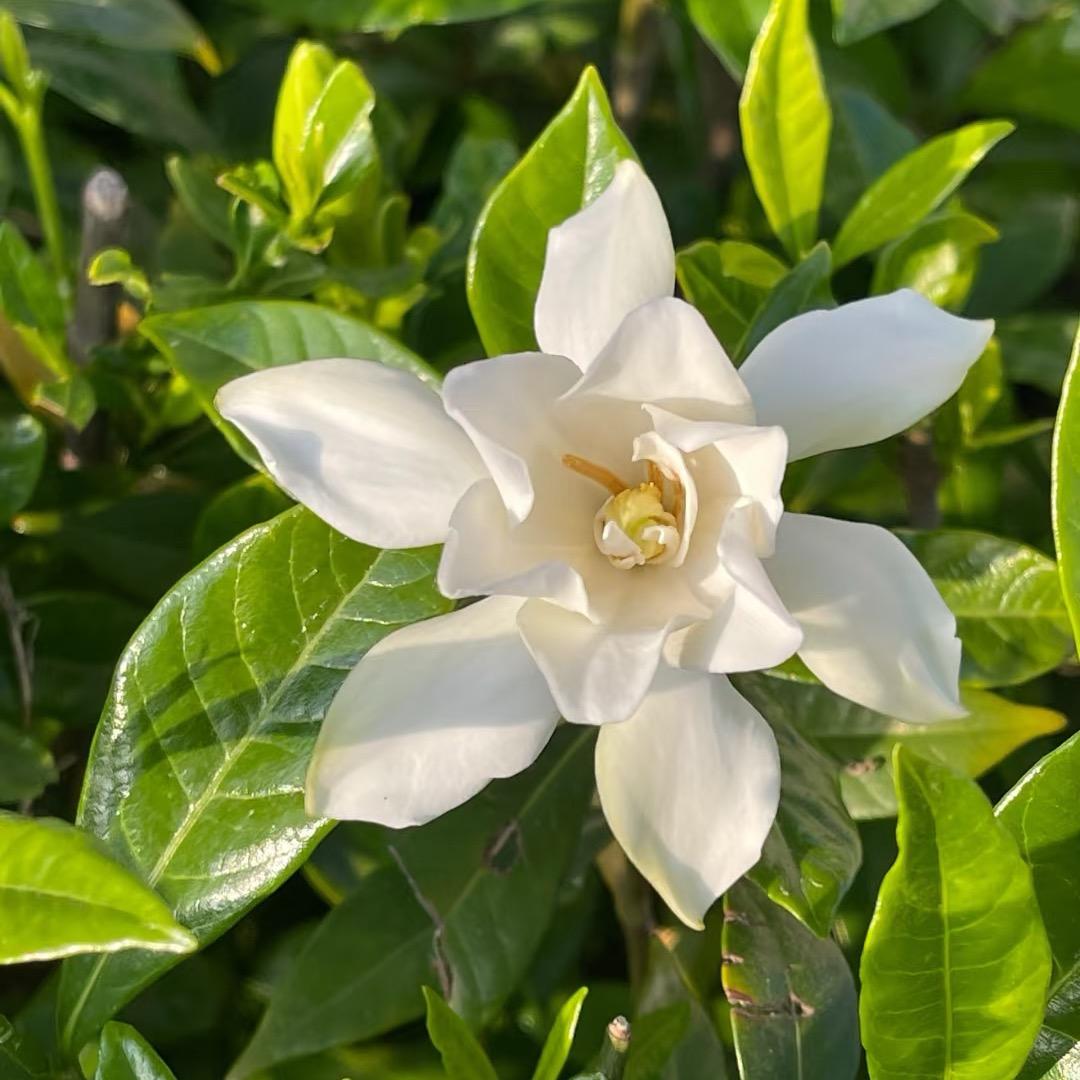 福源甄选菩提