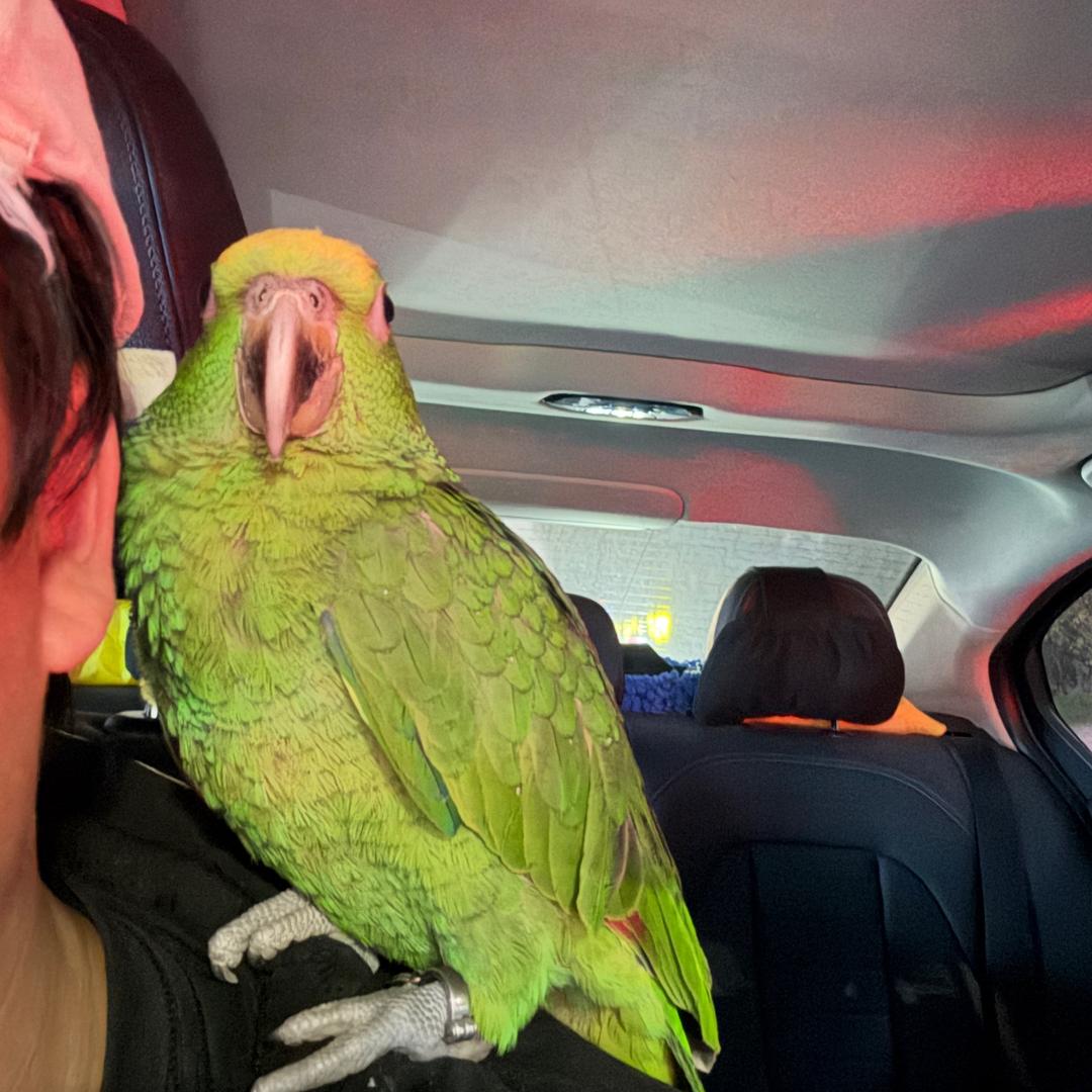 鹦菲妮迪〈精养鸟〉