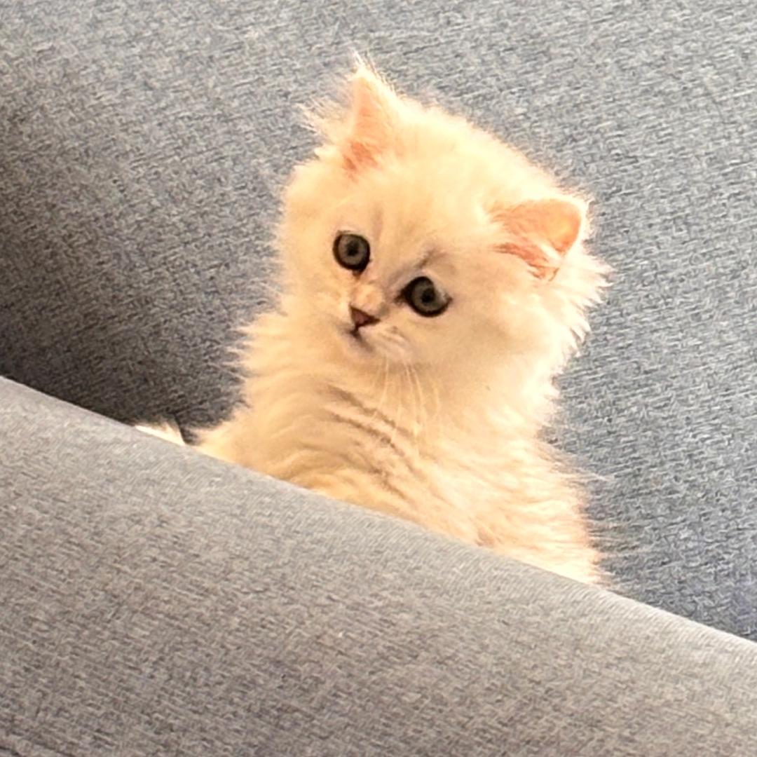 顾.