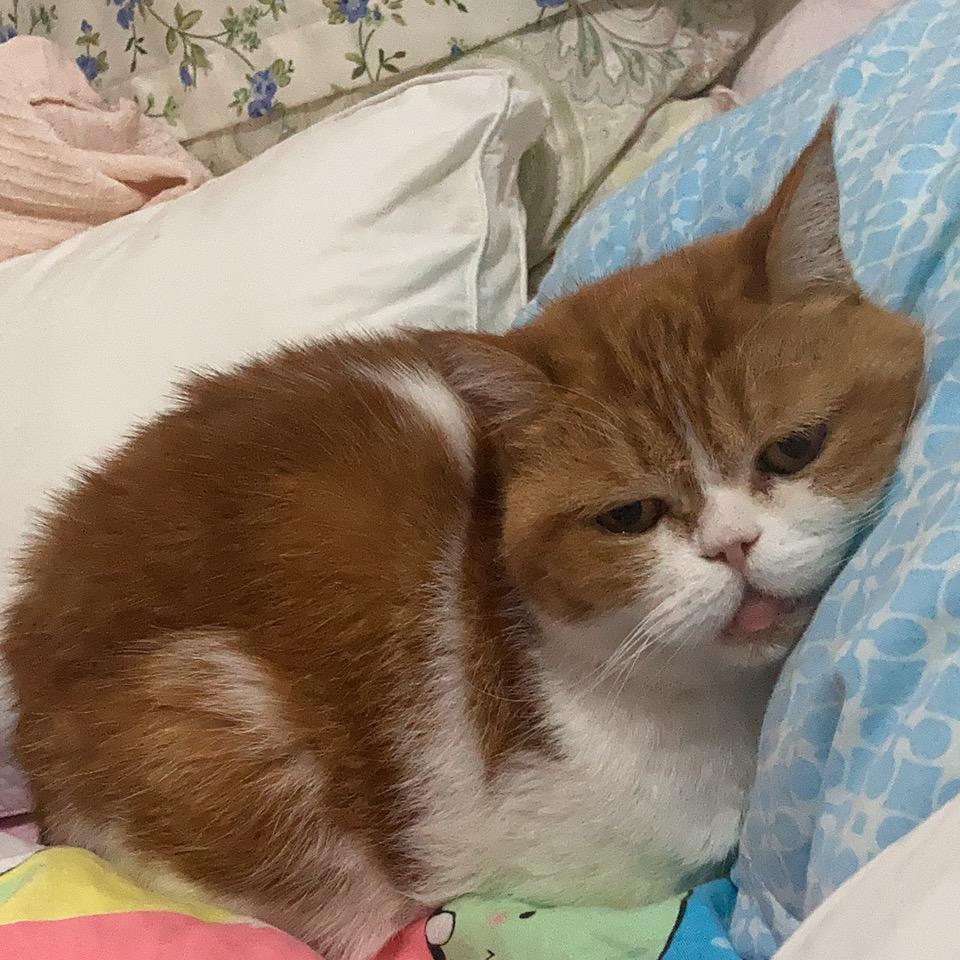 艳秋