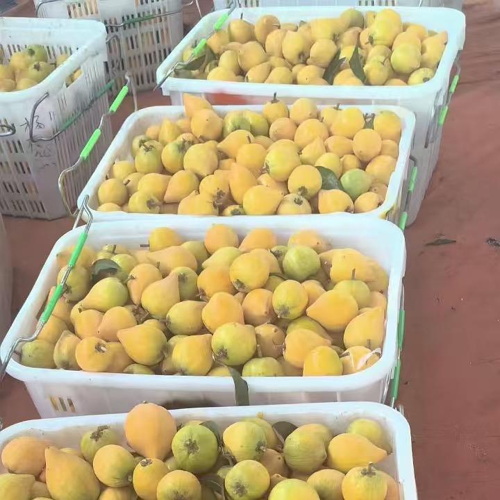 果子狸鲜果仓