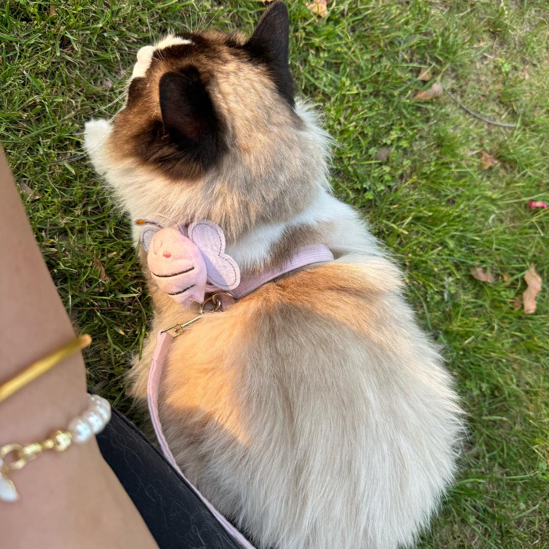 悠米是只猫～🐱