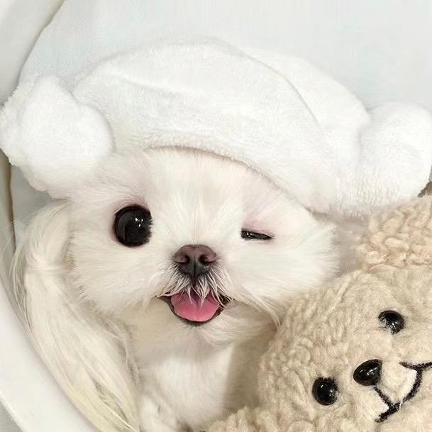 陈圆圆