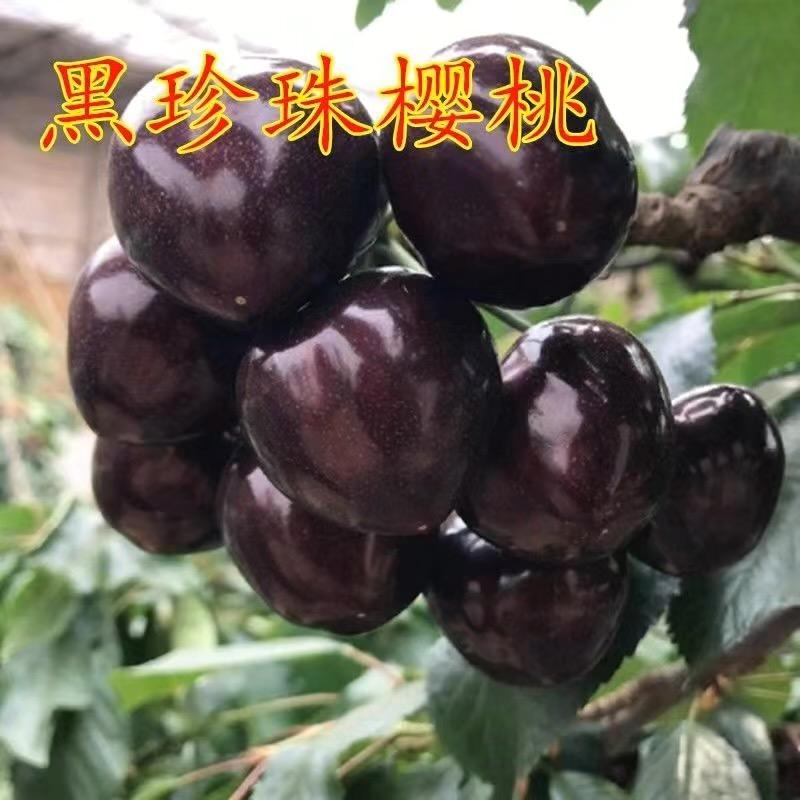 花匠汇冯双九果树苗木专卖店