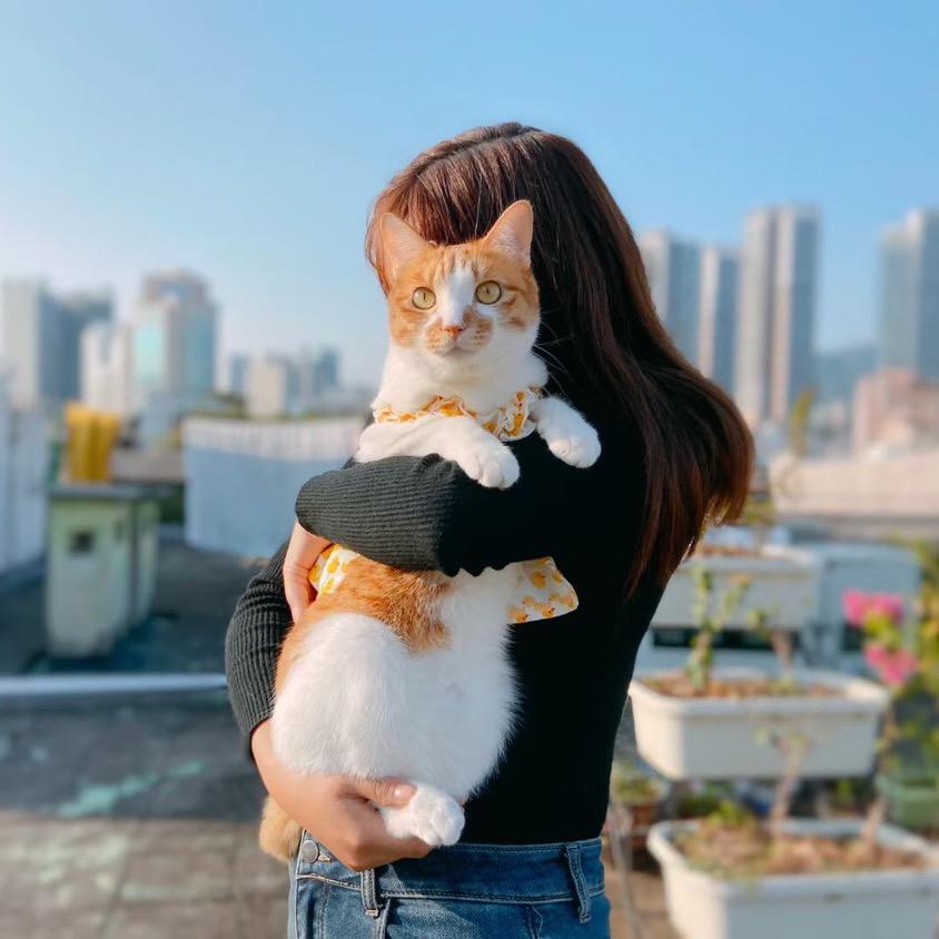 倩倩的宠猫日记
