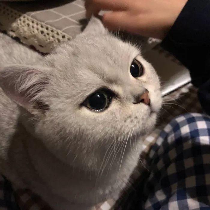 心愉于侧