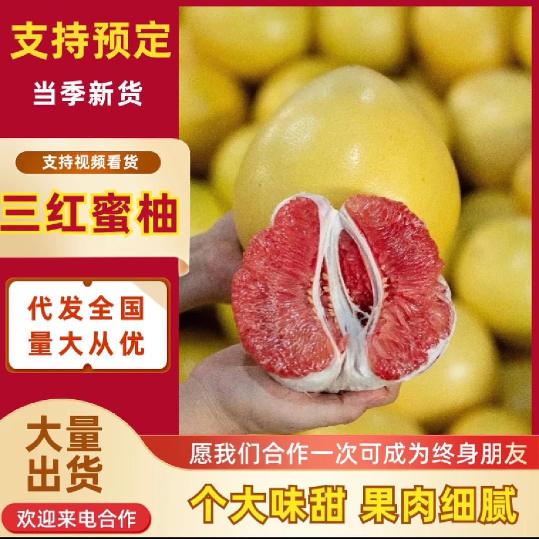 福建蜜柚供应链(小天)
