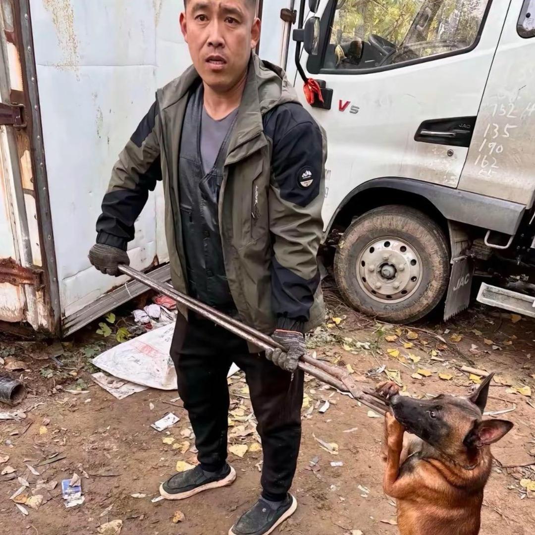 龙眼核（专业套狗）