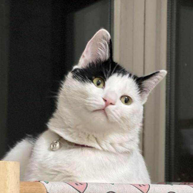 阿鱼阿鱼🧚‍♀️