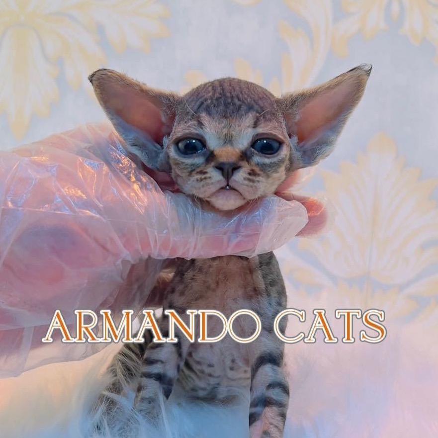青岛Armando德文猫舍-小艾@抖音