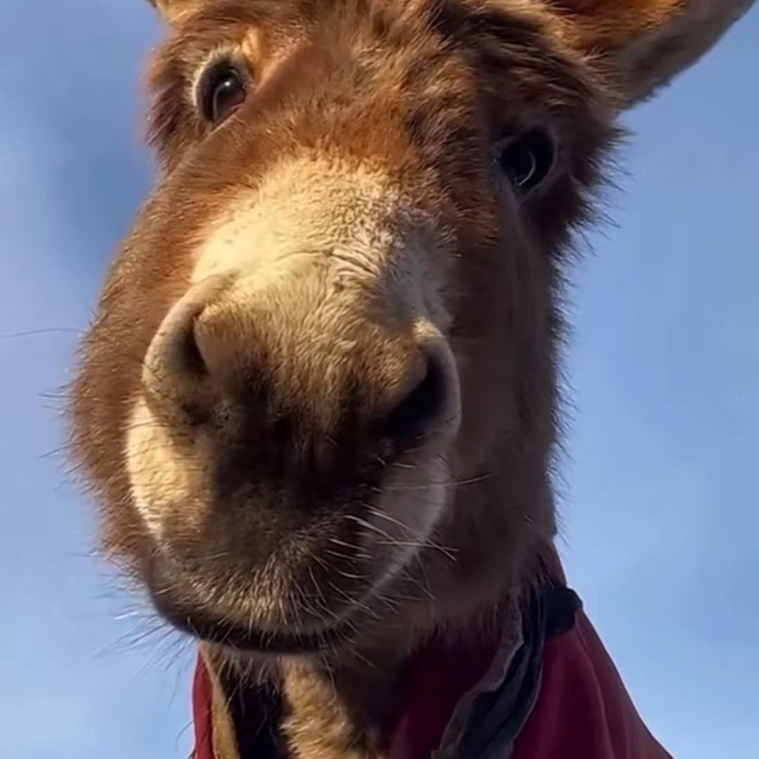 小李子要努力了