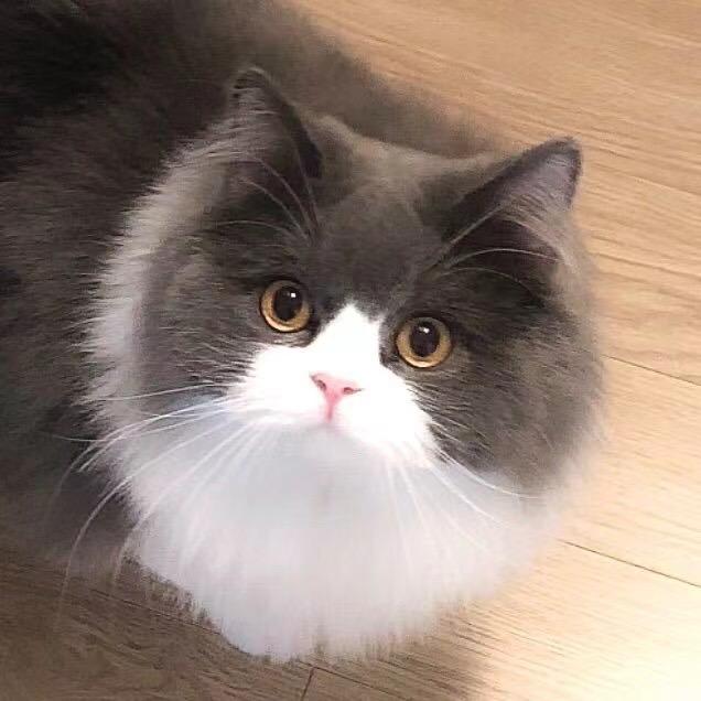 杰西卡的3只猫