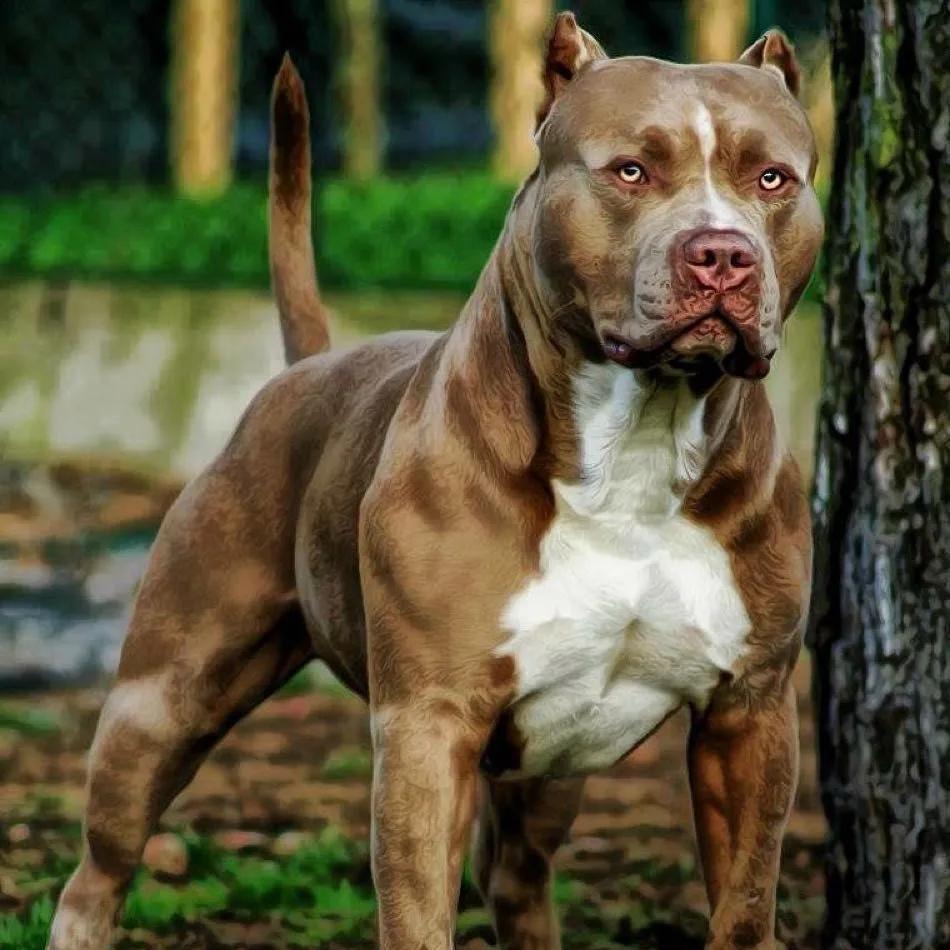 🐷🐮起点❤️