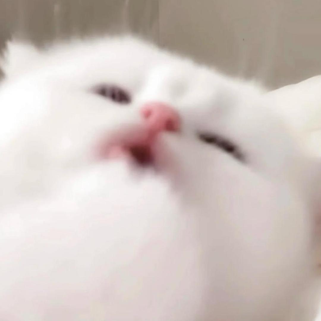 吃点小猫