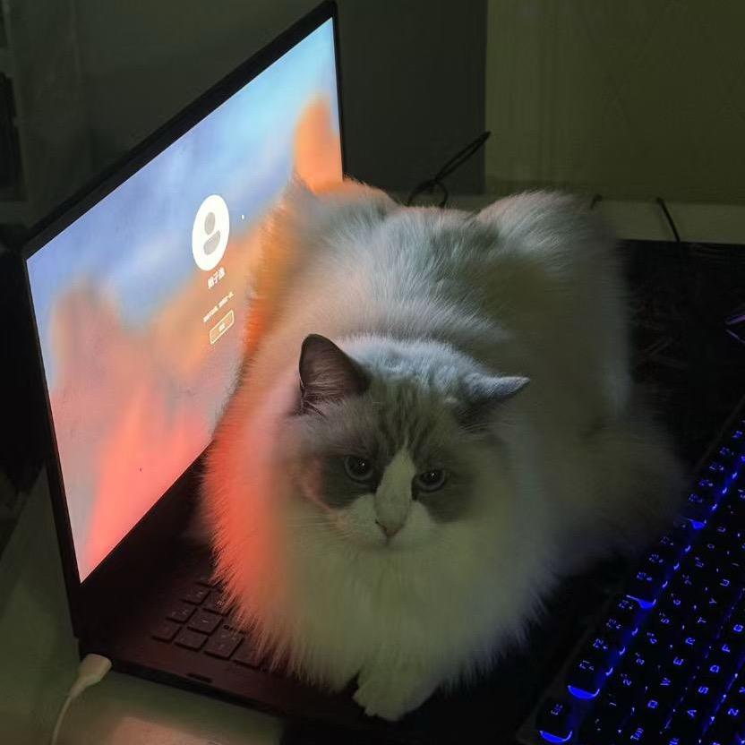 猫多多～