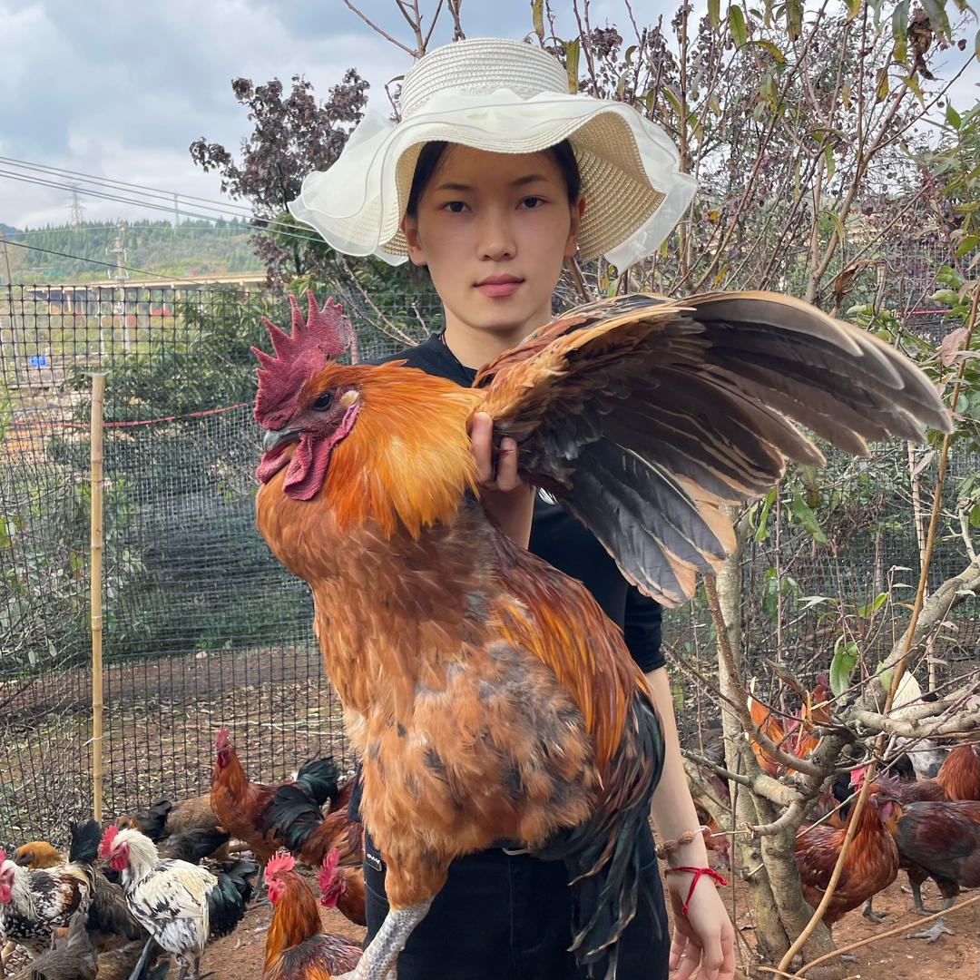 九诚山散养土鸡