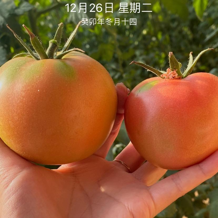 内蒙古滕泰农业科技有限公司