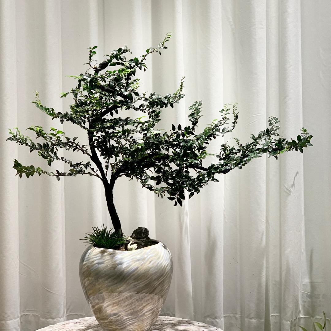 植の得