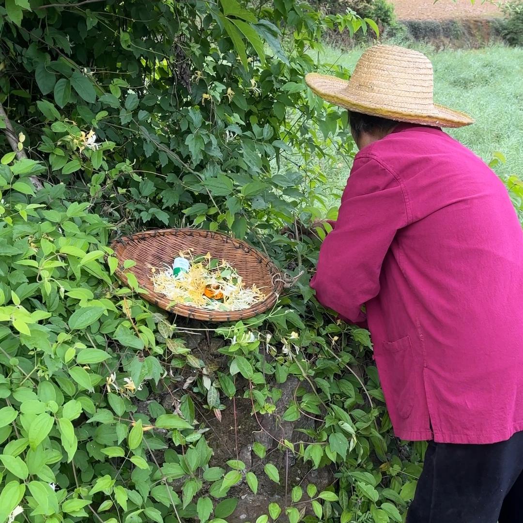 鹅不食草