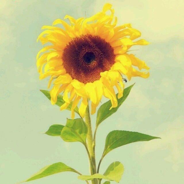 A~芬芬