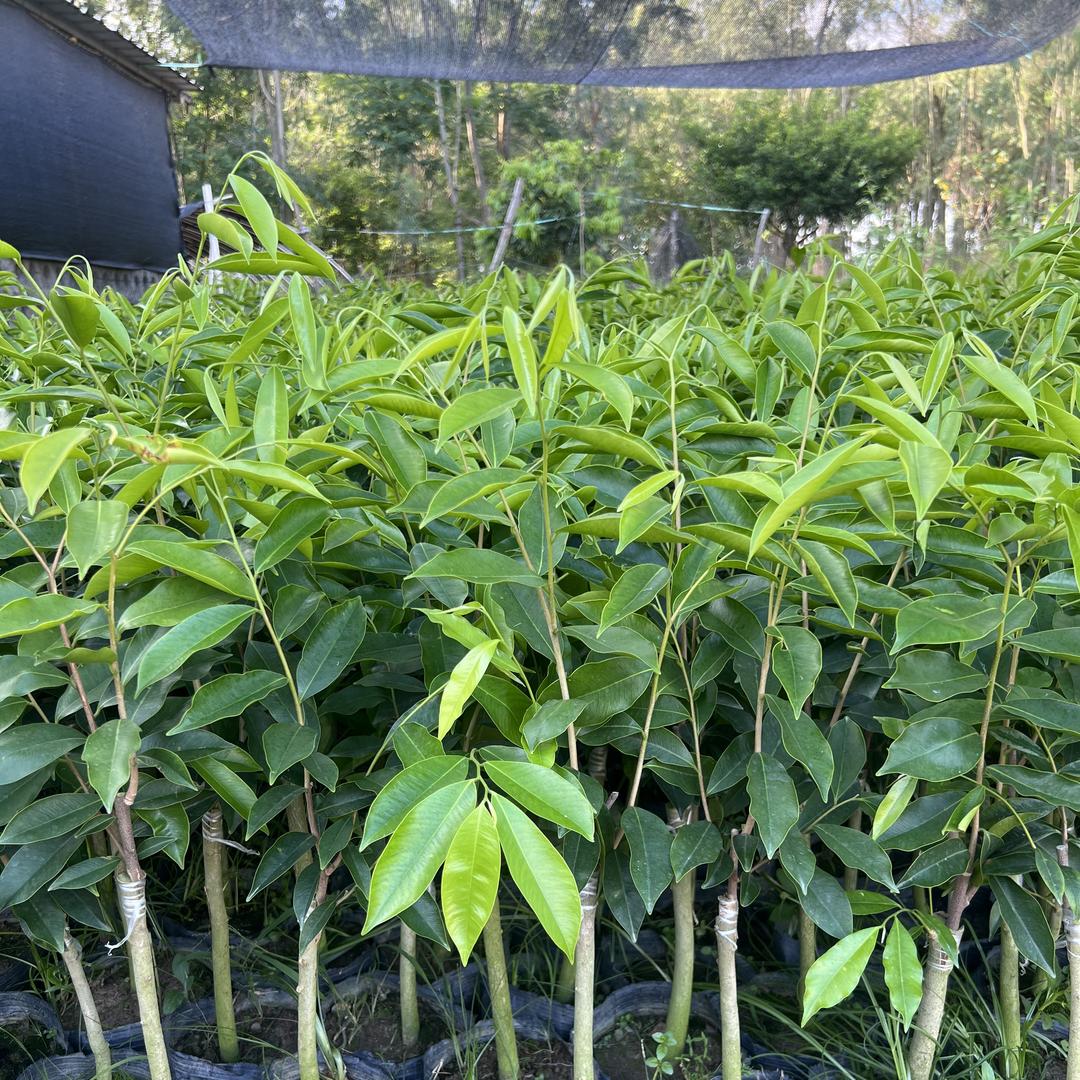 摘一朵鲜花