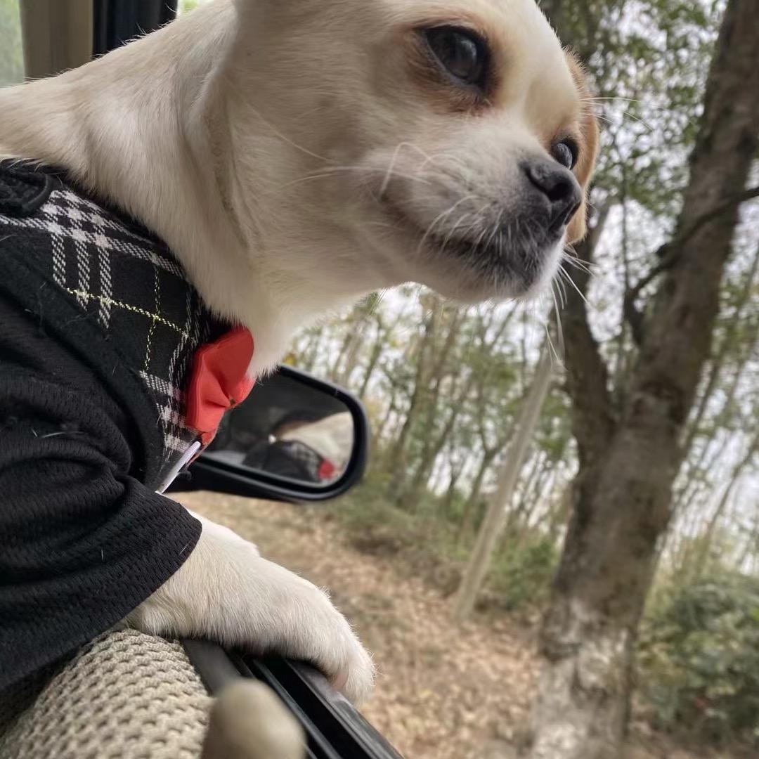 婷子