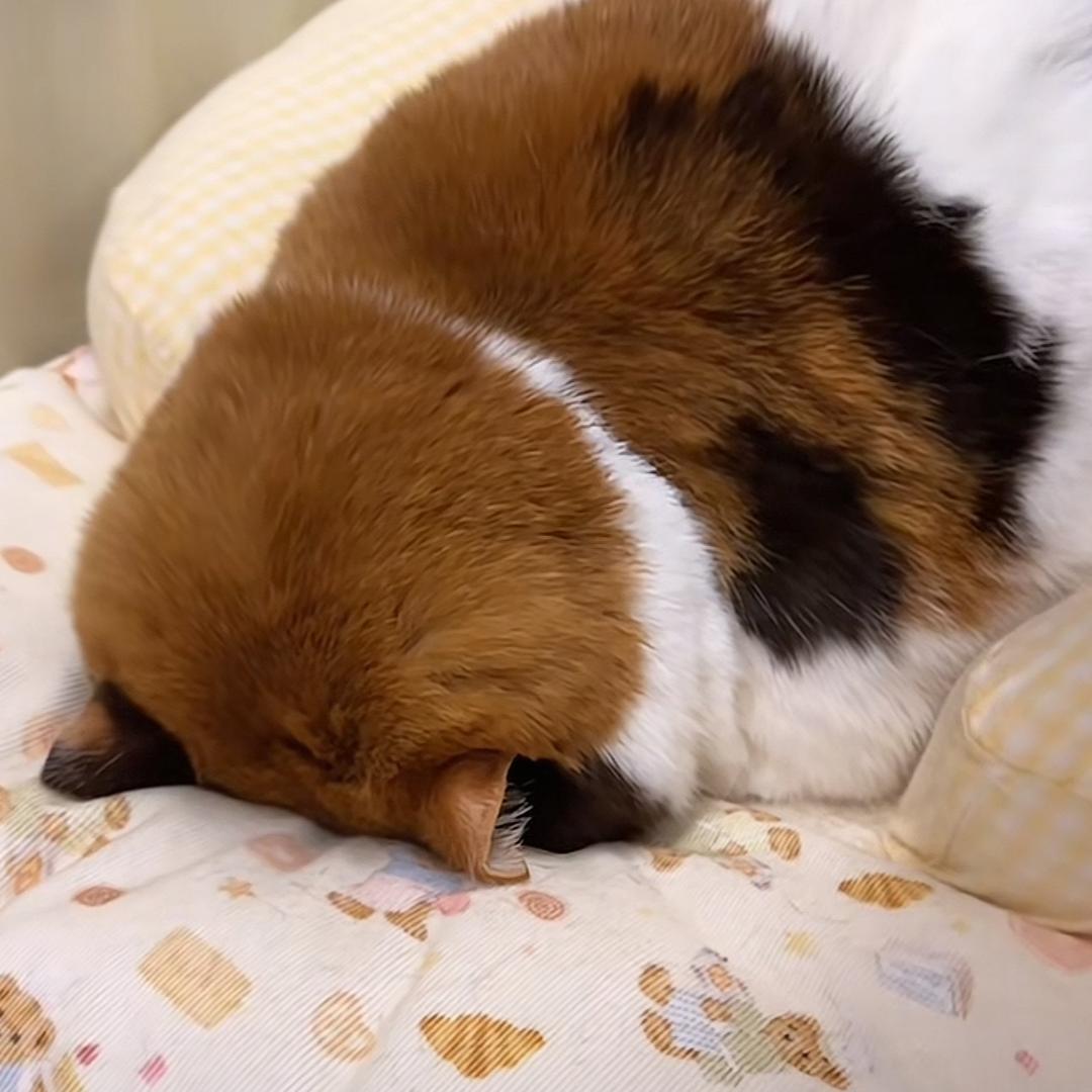 摸一凹喵