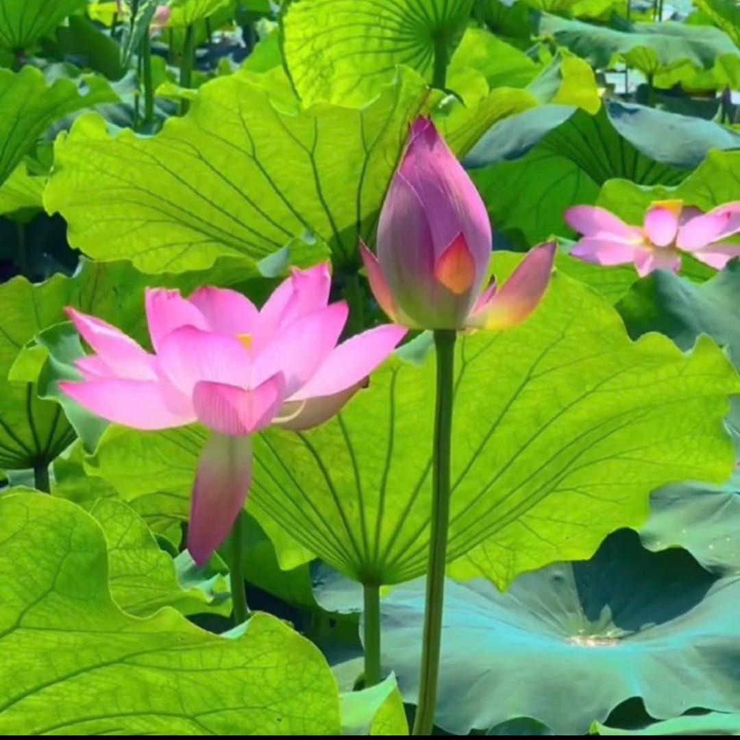 忘忧草